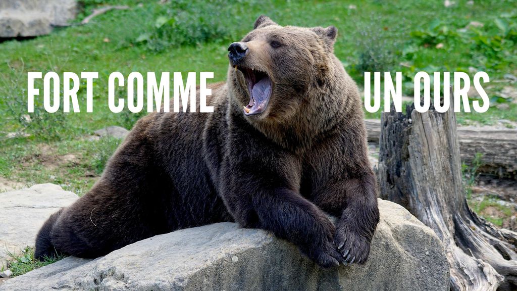 Fort comme un ours