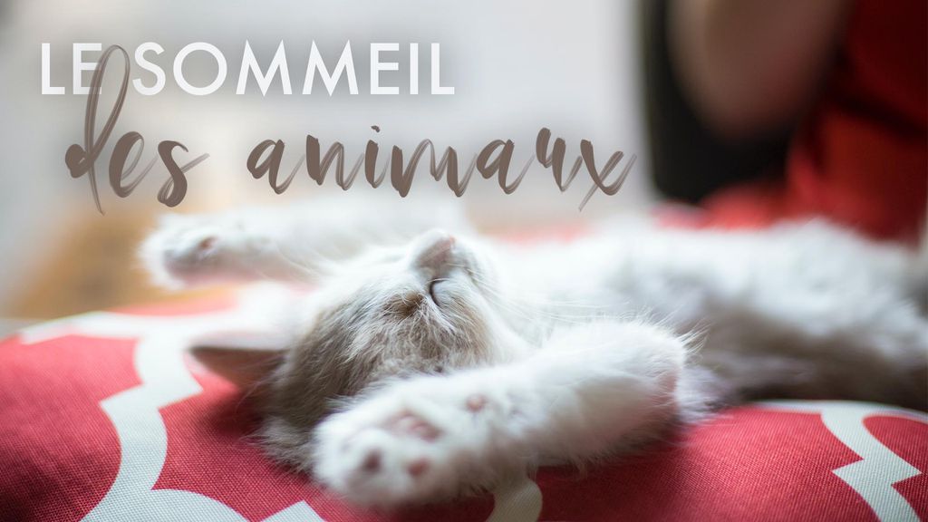 Le sommeil des animaux