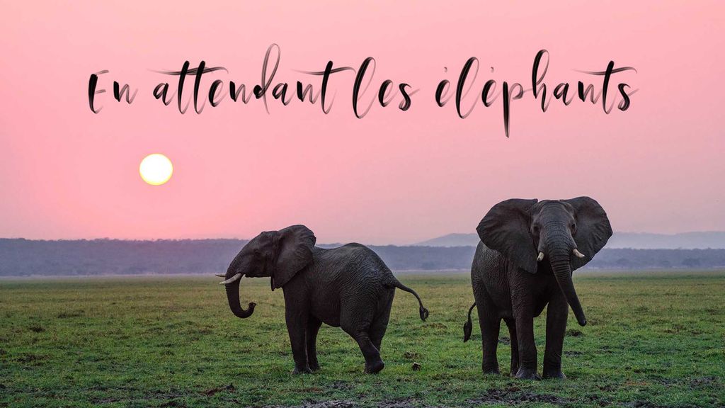 En attendant les éléphants