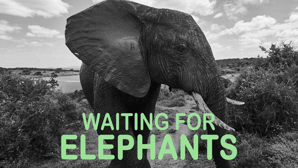 Waiting for Elephants