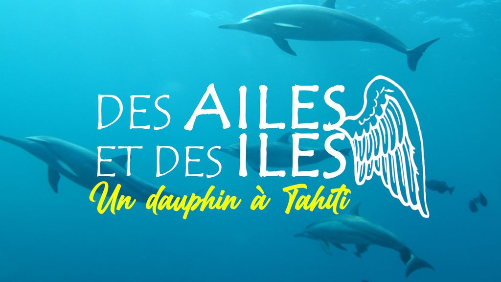 Des Ailes et des Îles - Un Dauphin à Tahiti