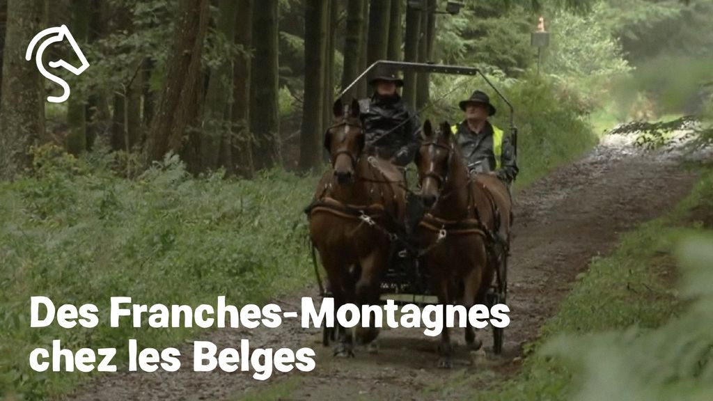 Des Franches-Montagnes chez les Belges