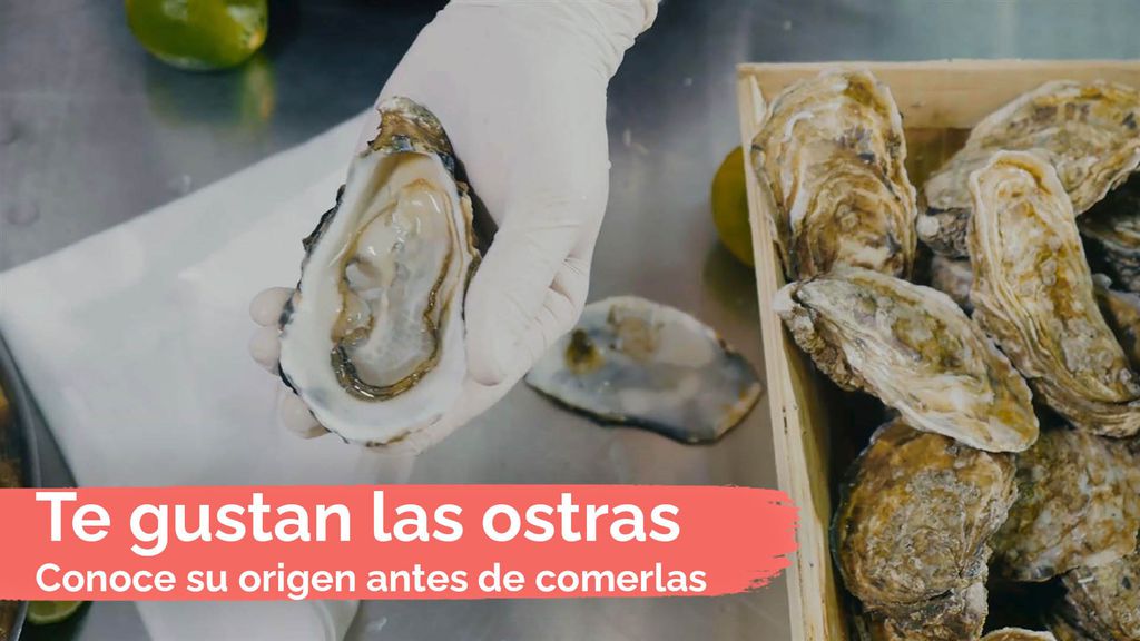 ¿Te gustan las ostras? Conoce su origen antes de comerlas