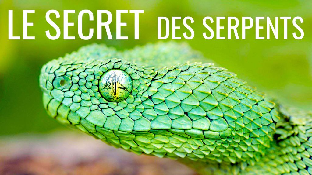 Le secret des serpents