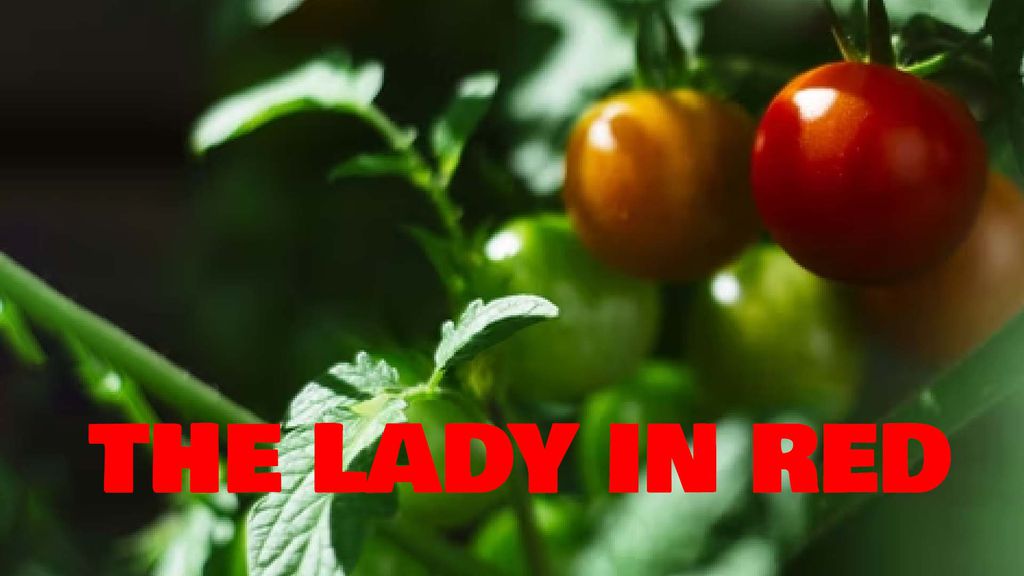 THE LADY IN RED - Tomatoes of Senegal