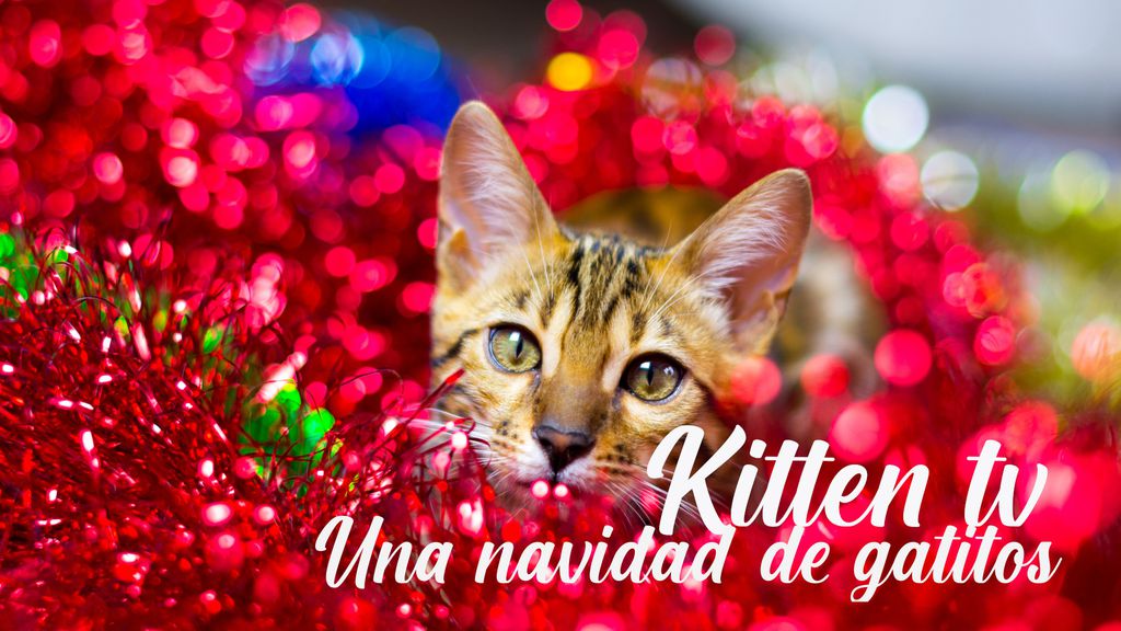 Kitten TV - una navidad de gatitos