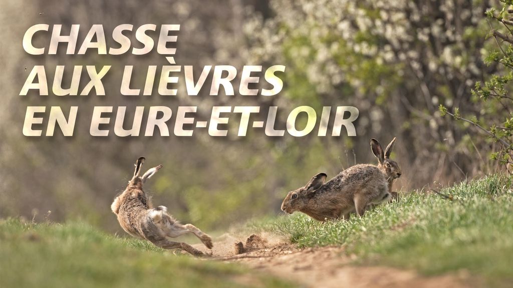Chasse aux lièvres en Eure et Loire