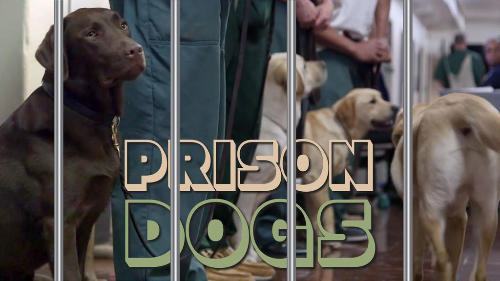 Prison dogs