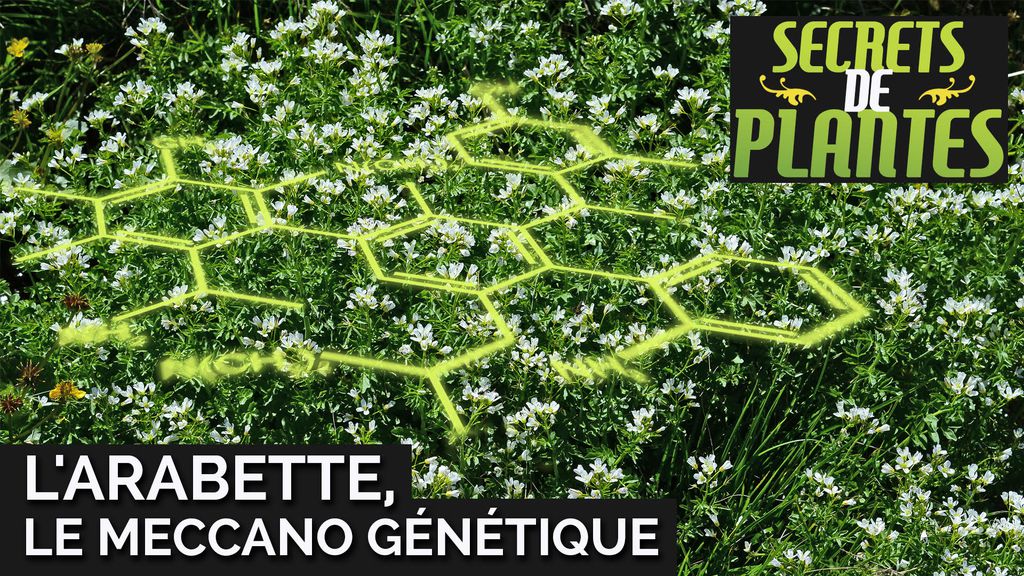 Secrets de plantes - L'arabette, le meccano génétique