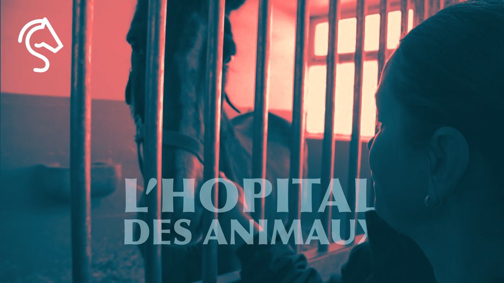 L'hôpital des animaux