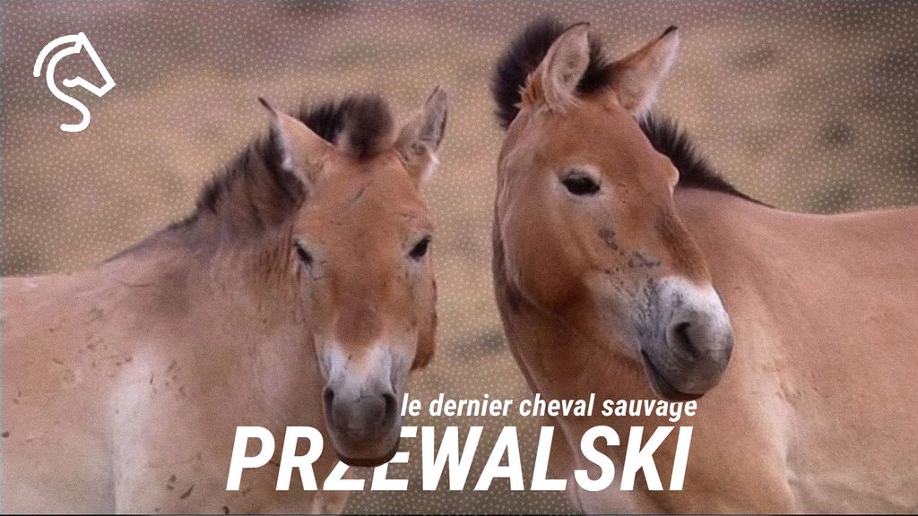 Przewalski, Le Dernier Cheval Sauvage