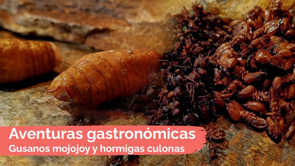 Aventuras gastronómicas: Gusanos mojojoy y hormigas culonas