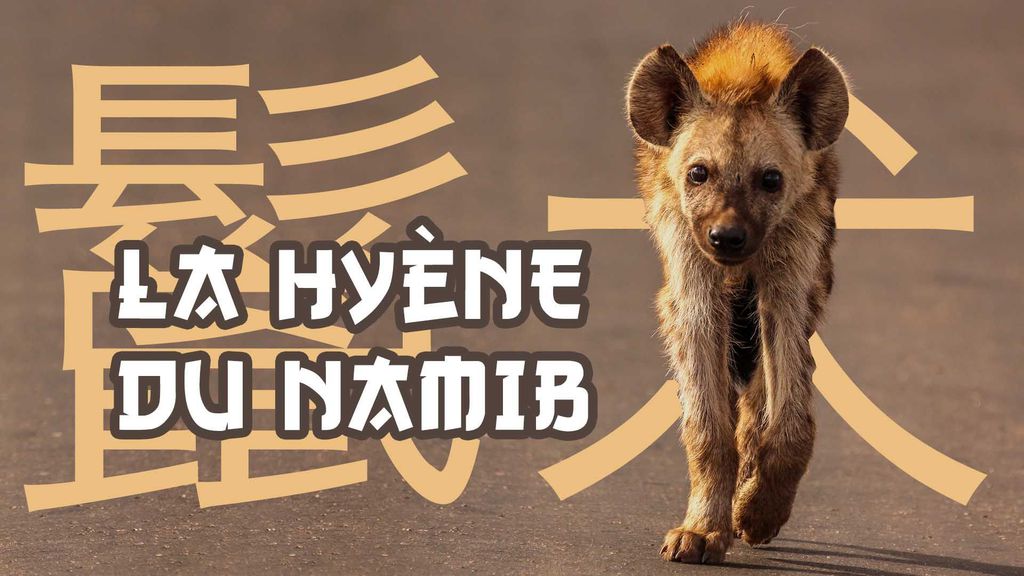 La hyène du Namib