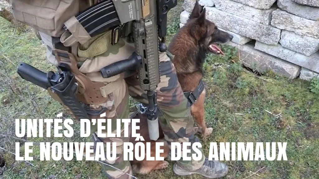 Unité d'élite: le nouveau rôle des animaux