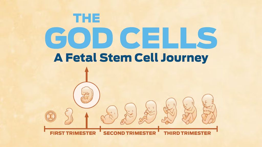 THE GOD CELLS: A Fetal Stem Cell Journey