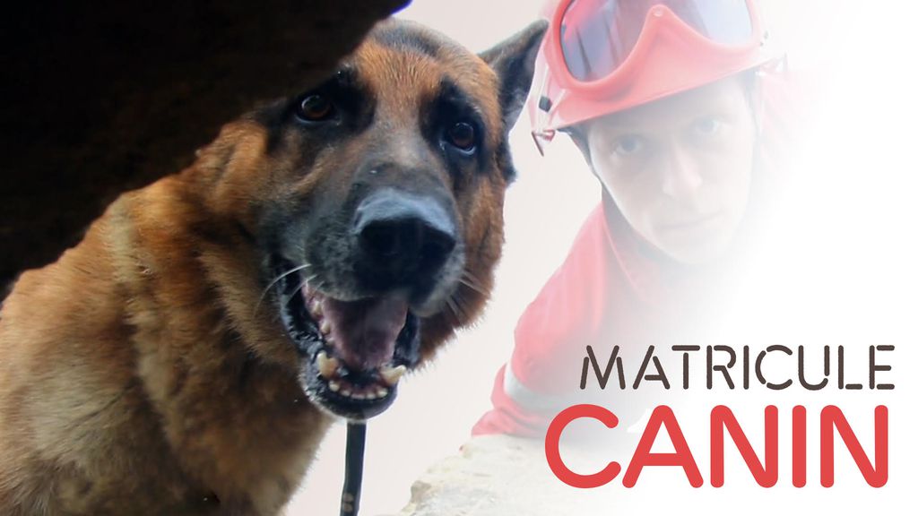 Matricule Canin