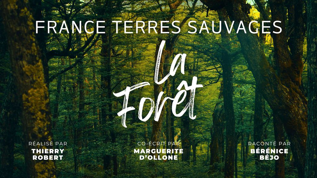 France Terres Sauvages : La Forêt