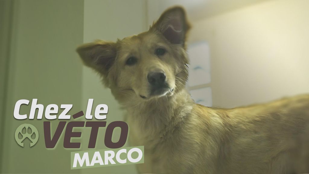 Chez le véto : Marco 
