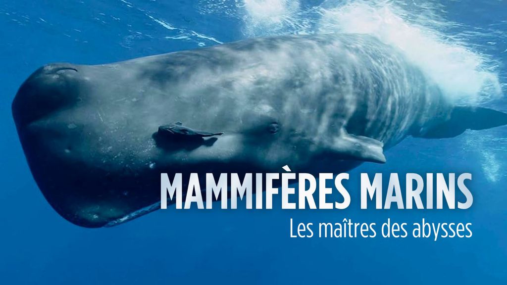 Mammifères marins : Les maîtres des abysses