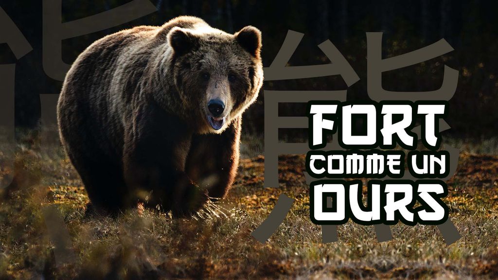 Fort comme un ours