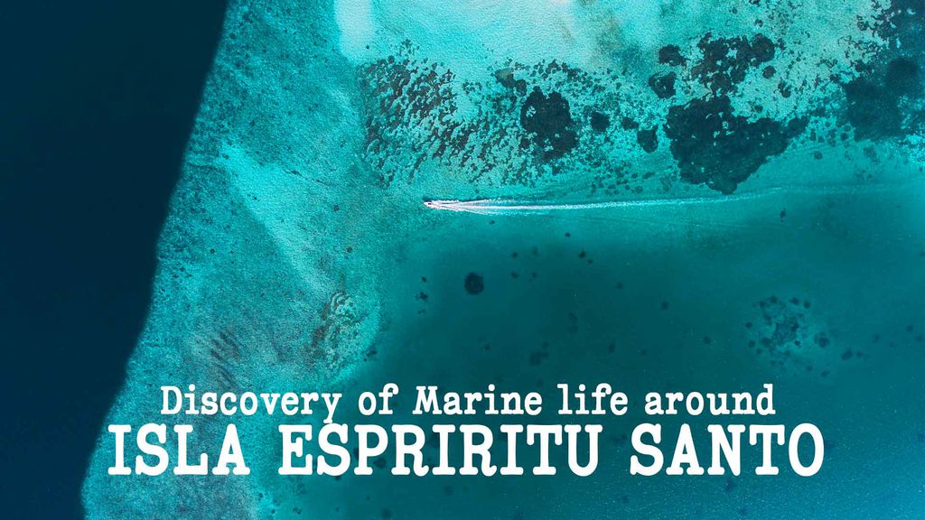 Discovery of Marine life around Isla Espiritu Santo