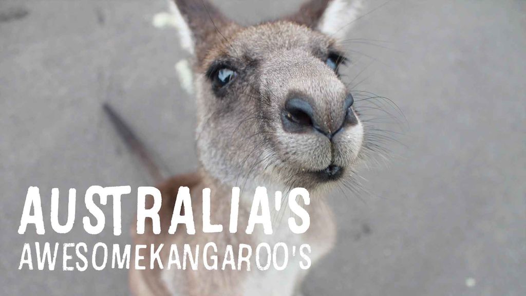 Australia's Awesome Kangaroo's