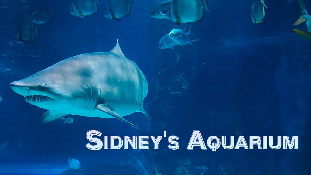 Sidney's Aquarium