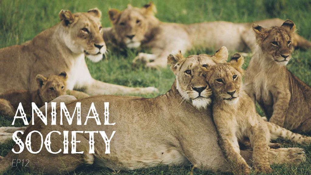 Animal Society - Episode 12