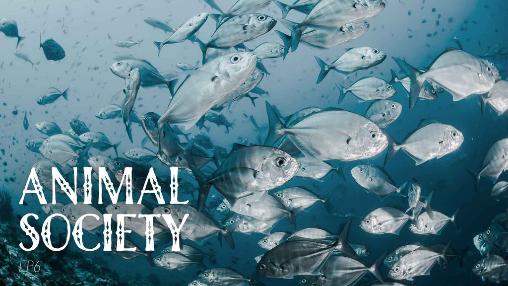 Animal Society - Episode 6
