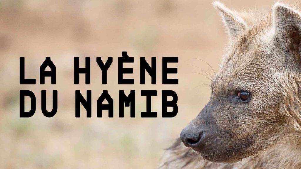 La hyène du Namib