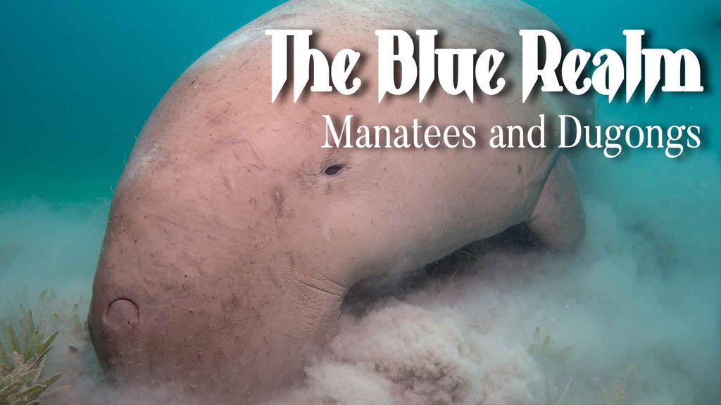 The Blue Realm - Manatees and Dugongs