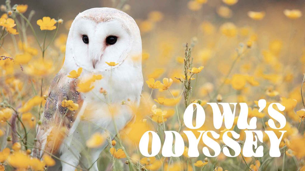 Owl's Odyssey