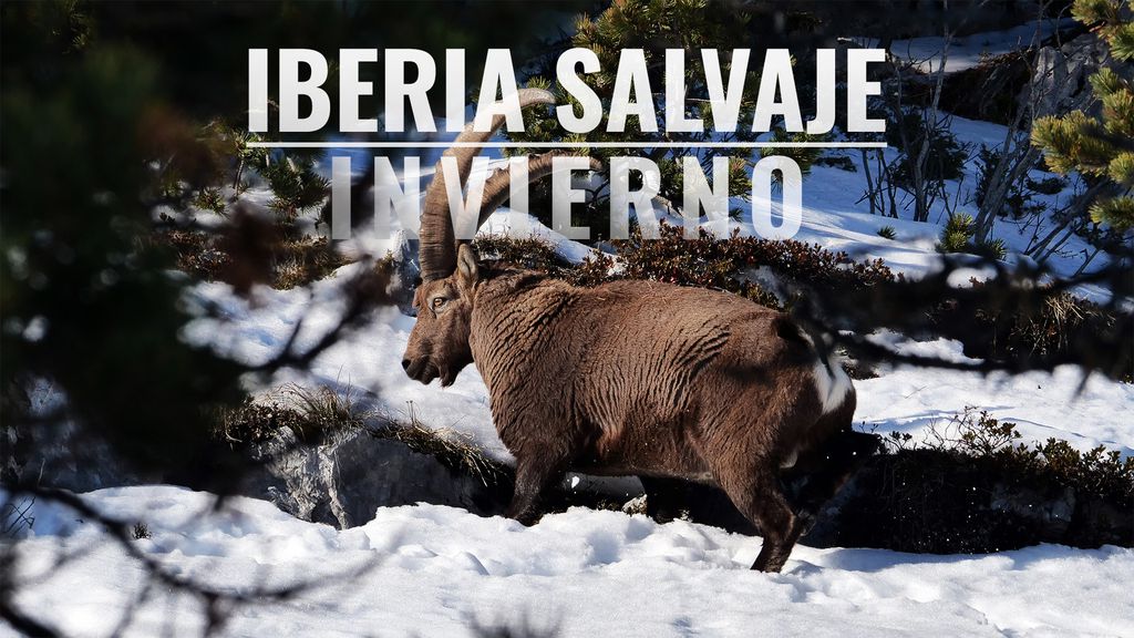 Iberia Salvaje Invierno