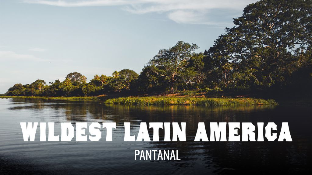 Wildest Latin America Episodio 4 - Pantanal: Brazil's Wild Heart
