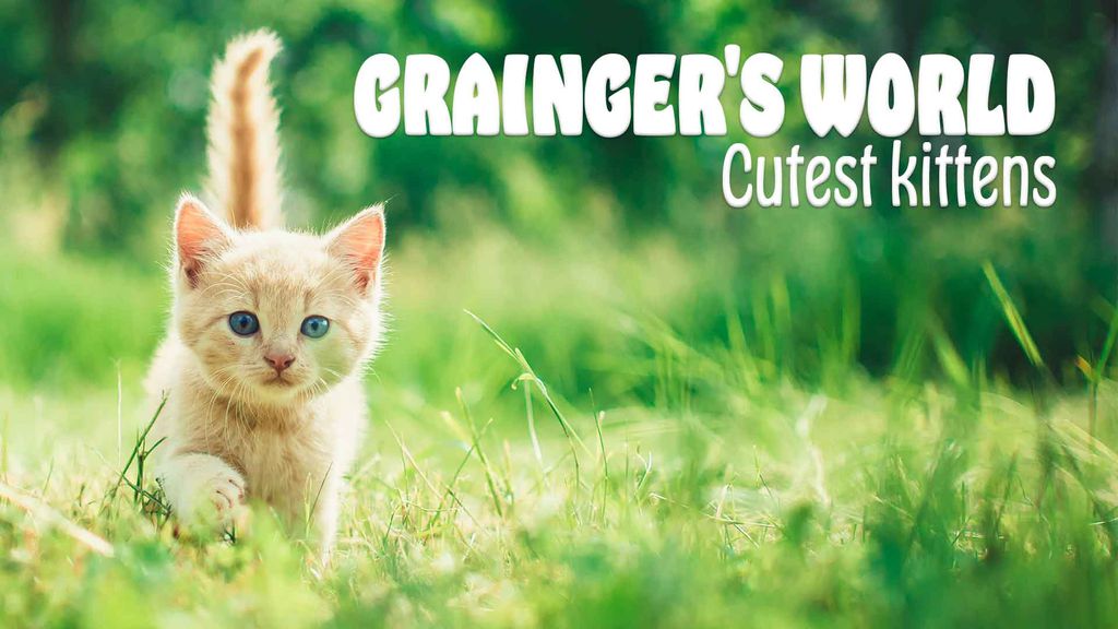 Grainger's world - Cutest kittens