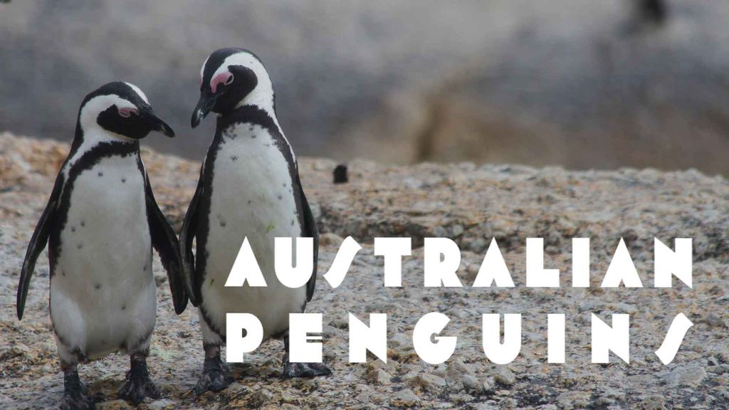 Australian Penguins