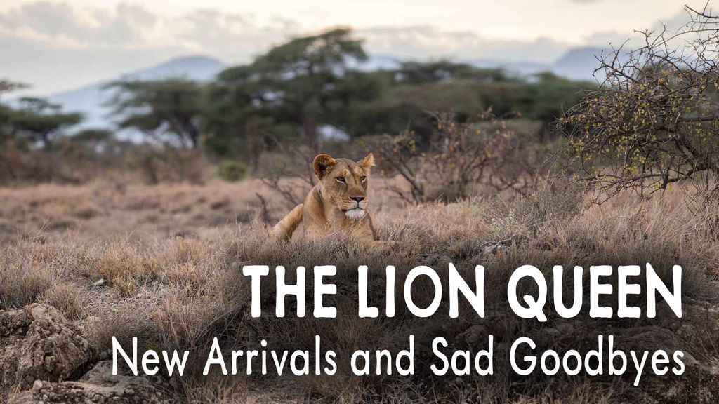 The Lion Queen Episode 2 - New Arrivals and Sad Goodbyes