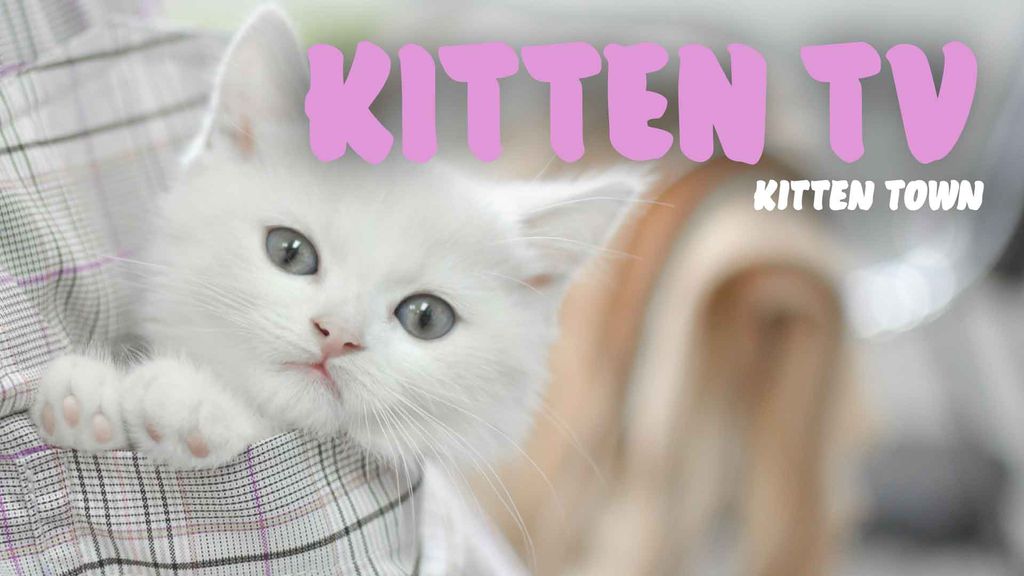 Kitten TV - Kitten Town