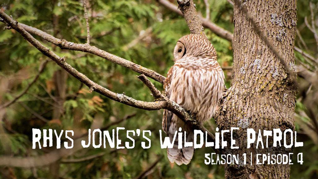 Rhys Jones's Wildlife Patrol | Season 1 | Episode 4