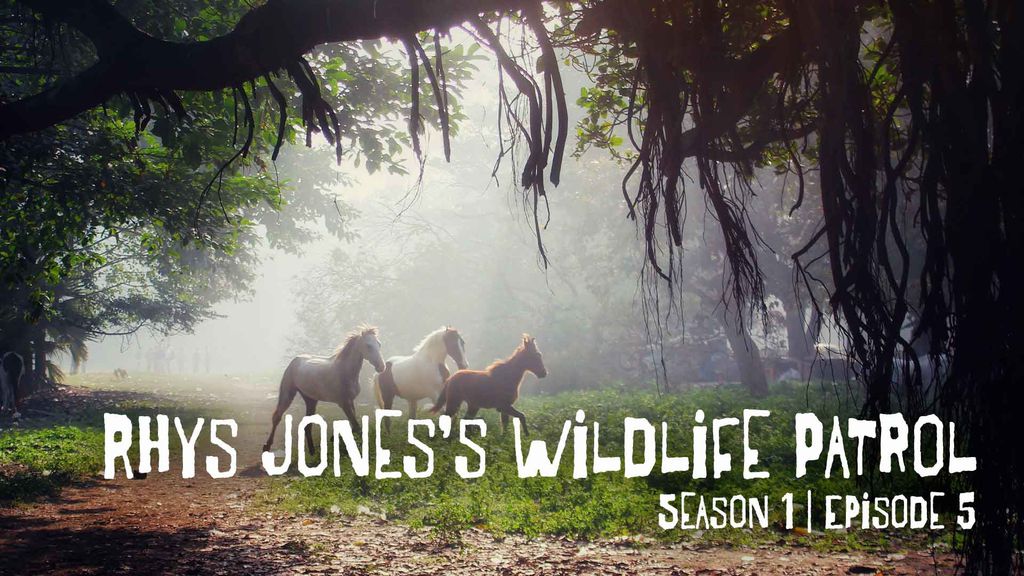 Rhys Jones's Wildlife Patrol | Season 1 | Episode 5
