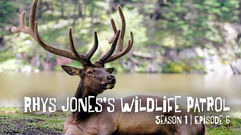 Rhys Jones's Wildlife Patrol | Season 1 | Episode 6