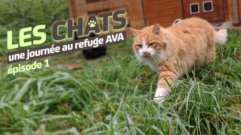 Mistigri Des Toits Pets