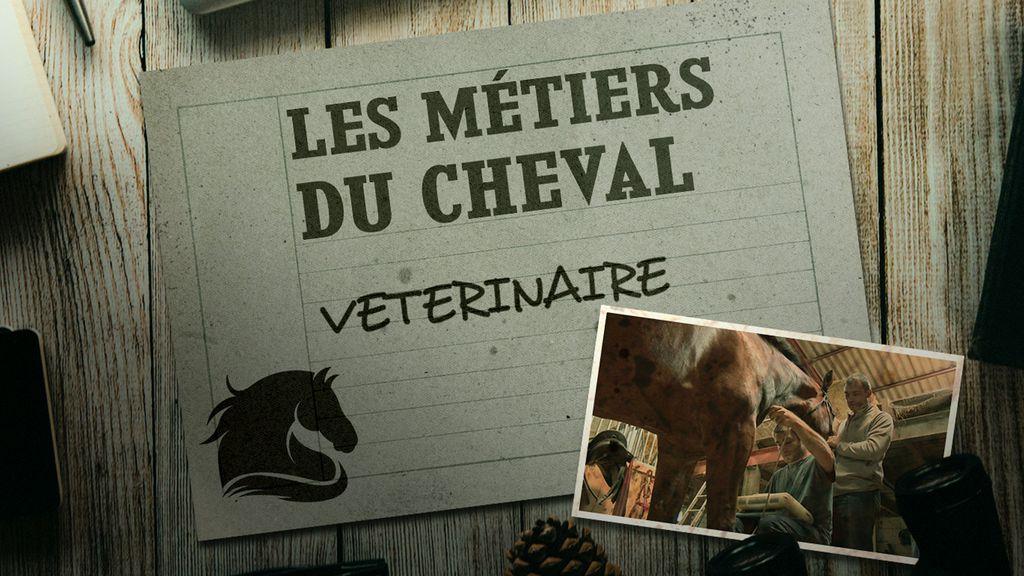 Les Métiers du Cheval - Veterinaire