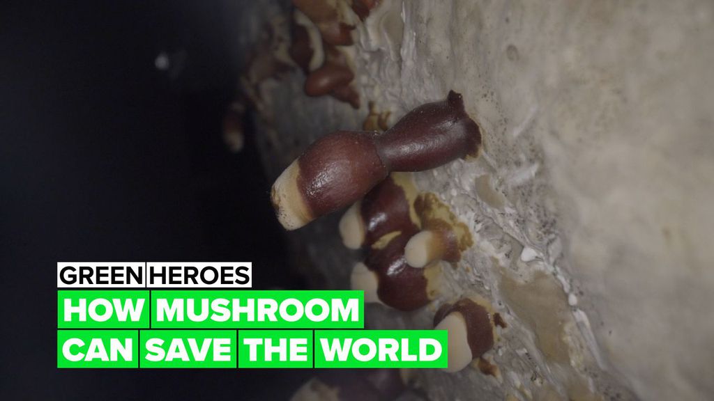 Green Heroes: How mushrooms can save the world