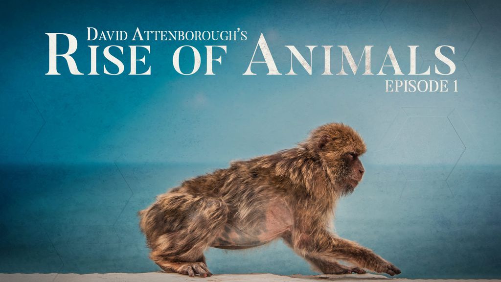 David Attenborough's Rise of Animals 1