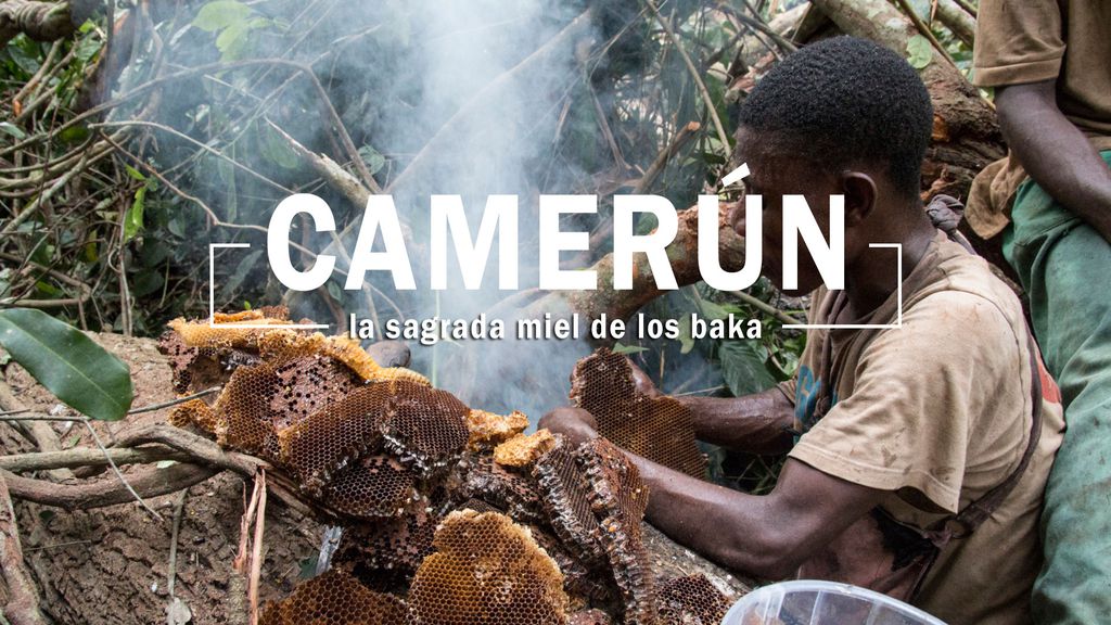 Camerún: la sagrada miel de los baka