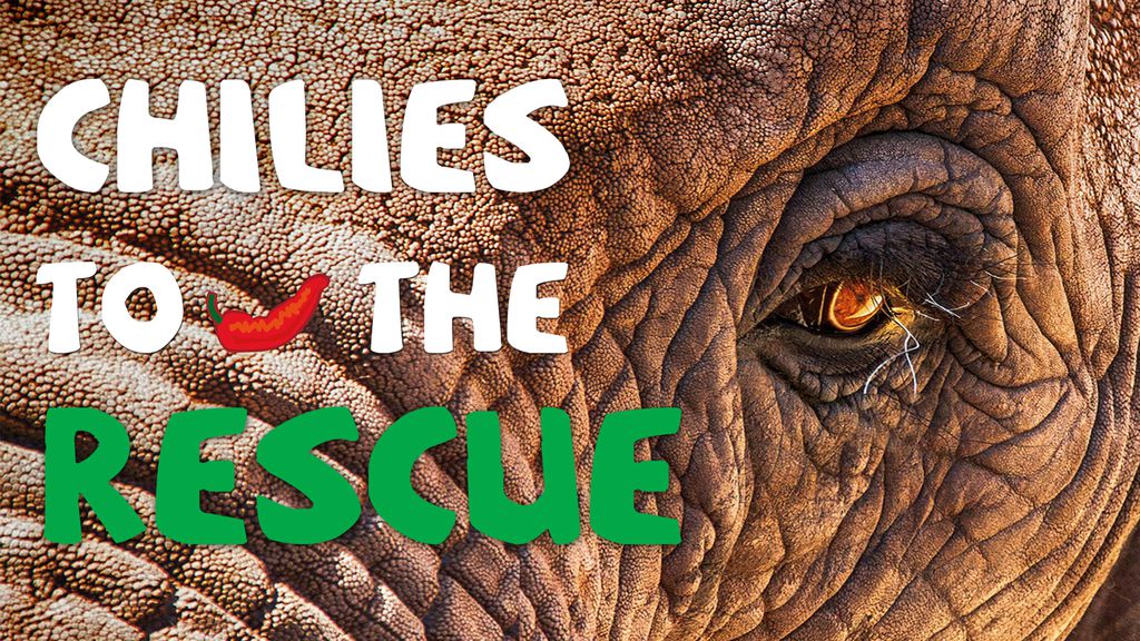 Chilies to the Rescue: Easing the Human-Elephant Conflict