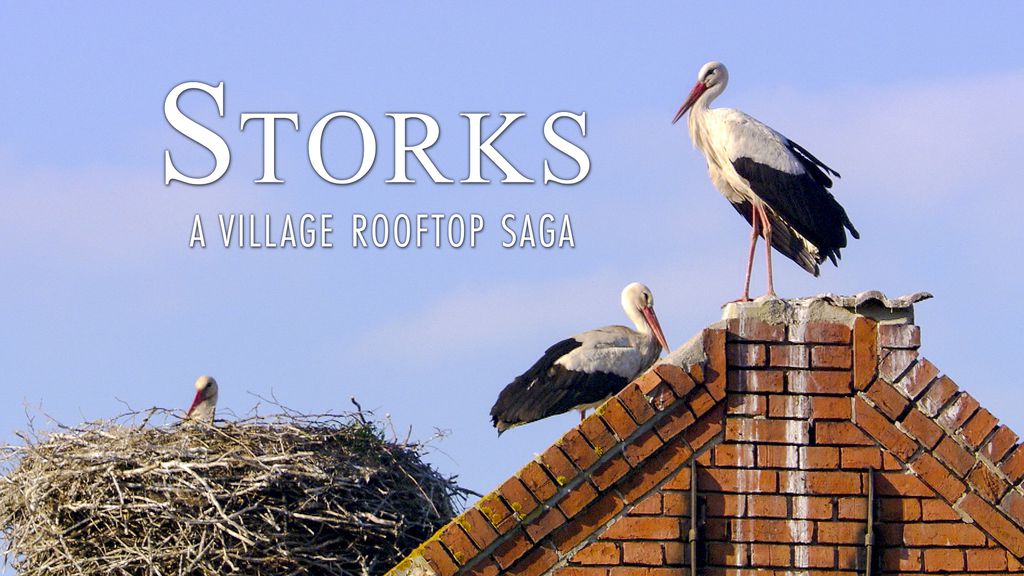 Storks: A Village Rooftop Saga