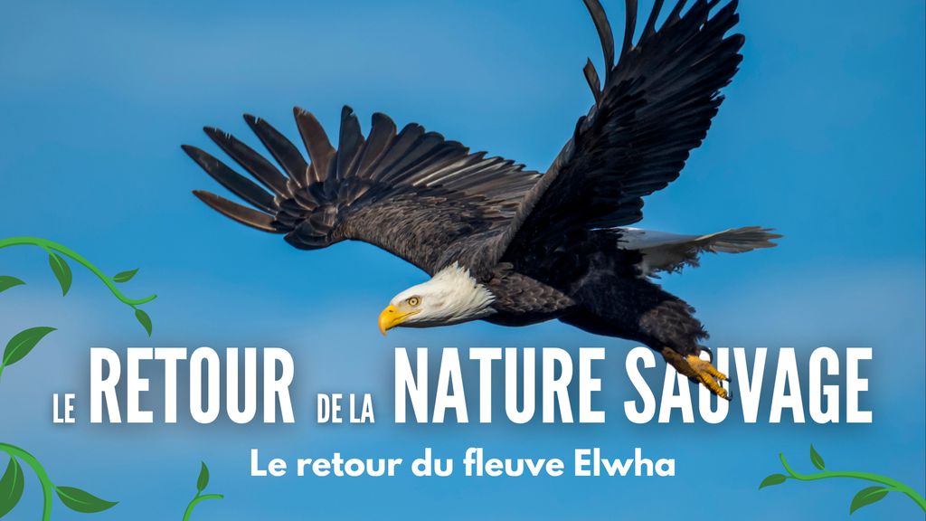 Résilience : Le retour de la nature sauvage - S01 E01 - Le retour du fleuve Elwha