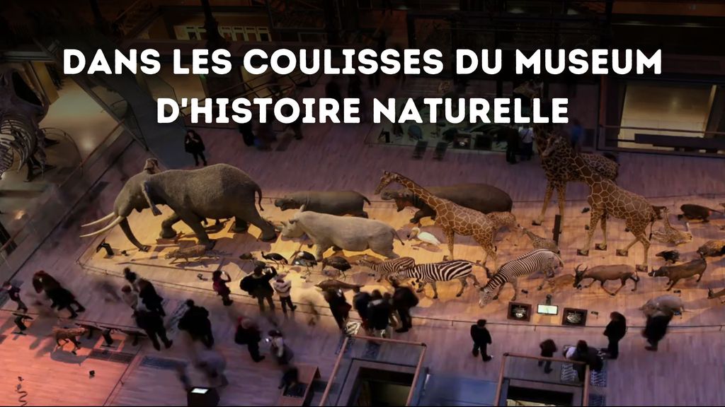 Dans les coulisses du museum d'histoire naturelle
